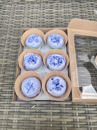 Bujori NK VIO-89 [1]