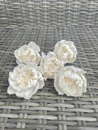 FLORI SI PLANTE USCATE - Bujori Shola  6-8 cm,5 capete