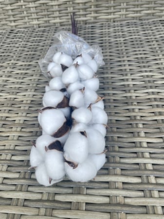 FLORI SI PLANTE USCATE - Bumbac alb