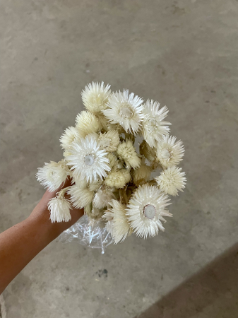 Capblumen - Capblumen alb