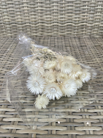 Capblumen alb [1]