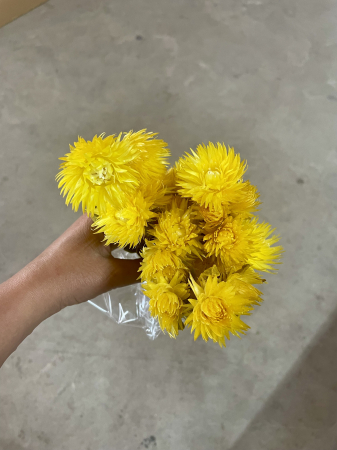 Capblumen - Capblumen galben