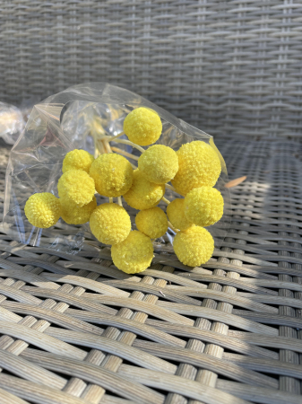 Craspedia - Craspedia galbena
