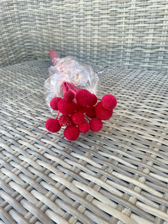 Craspedia - Craspedia rosie