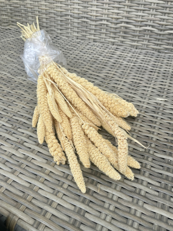 Csumiz - Csumiz vopsit crem