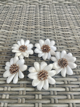 Shola - Daisy shola, 5 capete