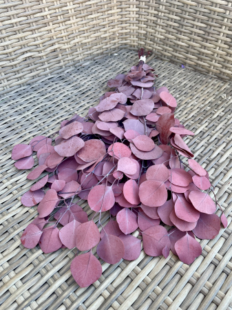 Verdeata Criogenata&Stabilizata - Eucalipt bordo populus Verdissimo