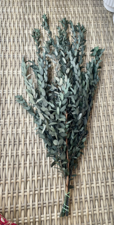 Verdeata Criogenata&Stabilizata - Eucalipt parvifolia verde