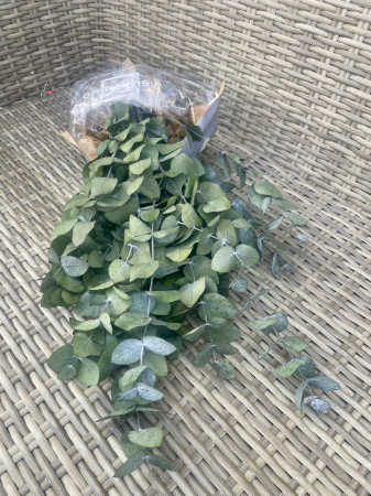 Verdeata Criogenata&Stabilizata - Eucalipt verde cinerea Verdissimo