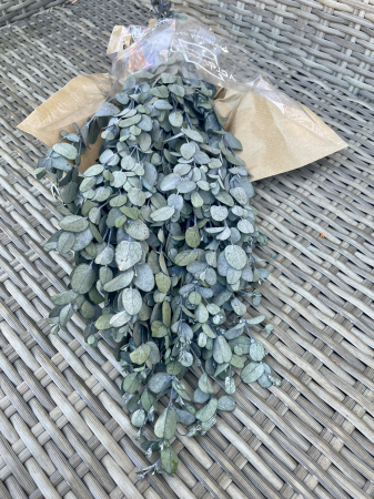 Verdeata Criogenata&Stabilizata - Eucalipt verde gunni Verdissimo