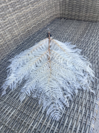 Feriga - Feriga alba criogenata, 5 fire