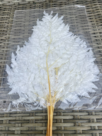 Feriga - Feriga Cuore Alba, 10 fire