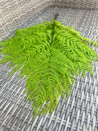 FLORI SI PLANTE USCATE - Feriga verde criogenata, 5 fire