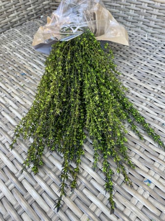 Verdeata Criogenata&Stabilizata - Grabia verde, criogenata