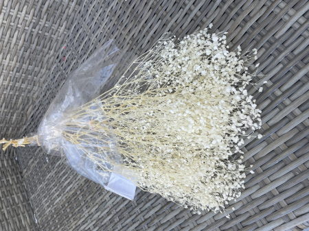 Gypsophila - GYPSHOPHILA ALBA/IVOIRE