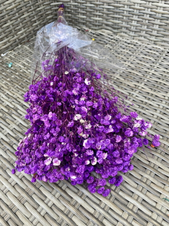 Gypsophila - Gypsophila mov inchis