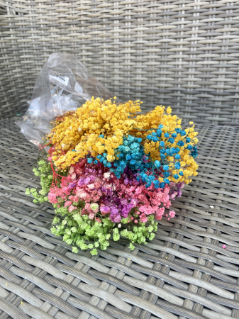 FLORI SI PLANTE USCATE - Gypsophila rainbow