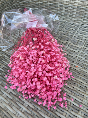 Gypsophila - Gypsophila roz