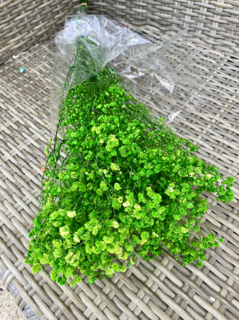 Gypsophila - Gypsophila verde