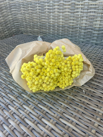 Helichrysum - Helichrysum italicum galben