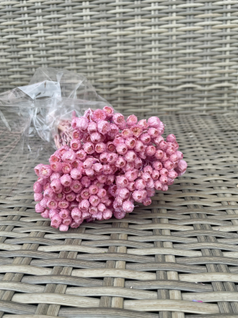 Helichrysum - Helichrysum italicum lilac