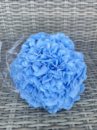 HORTENSIE CRIOGENATA&STABILIZATA - Hortensie blu-89