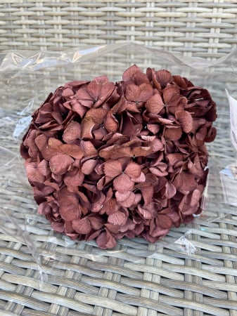 HORTENSIE CRIOGENATA&STABILIZATA - Hortensie Coffee Verdissimo, criogenata