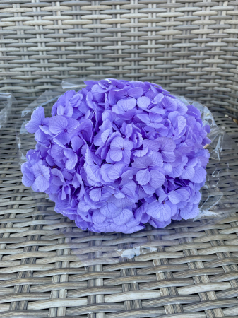 HORTENSIE CRIOGENATA&STABILIZATA - Hortensie Bright Lilac Verdissimo, criogenata