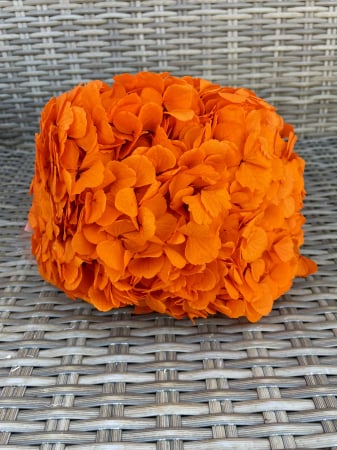 HORTENSIE CRIOGENATA&STABILIZATA - Hortensie orange, RoseAmor