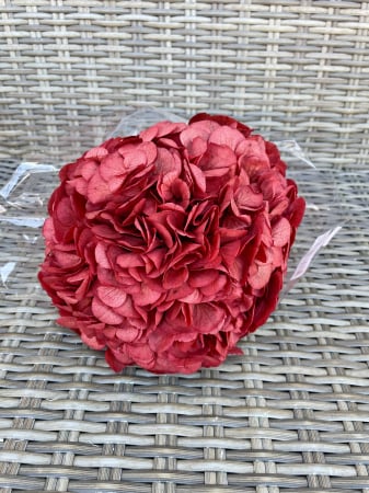HORTENSIE CRIOGENATA&STABILIZATA - Hortensie RED-04