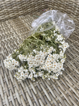 Ixodia alba [1]