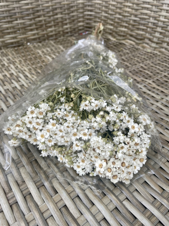 Ixodia - Ixodia alba