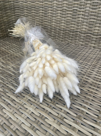 FLORI SI PLANTE USCATE - Lagurus Alb