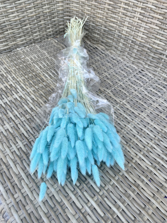 Lagurus - Lagurus celeste chiaro