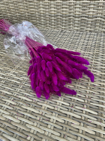 Lagurus - Lagurus Erika