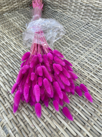 Lagurus fuchsia [1]