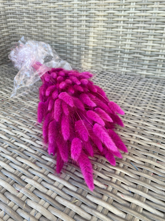Lagurus - Lagurus fuchsia