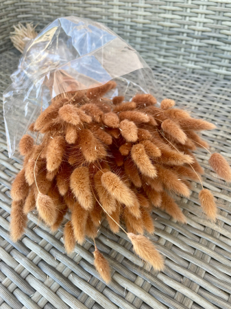 FLORI SI PLANTE USCATE - Lagurus maro