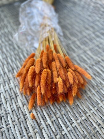 Lagurus - Lagurus matone