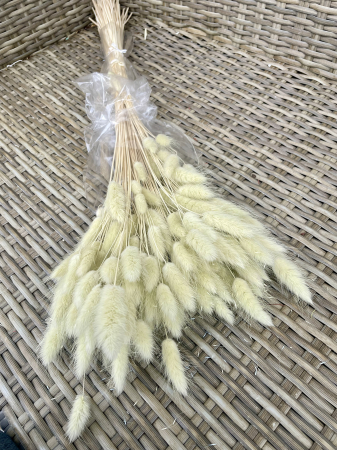 Lagurus - Lagurus Minty