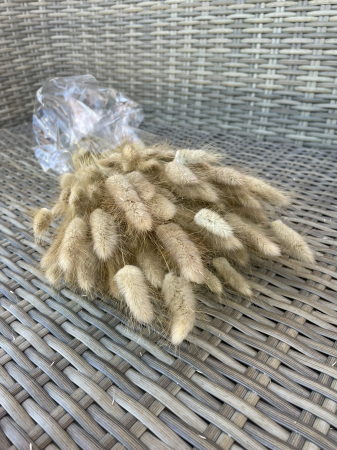 Lagurus - Lagurus natur