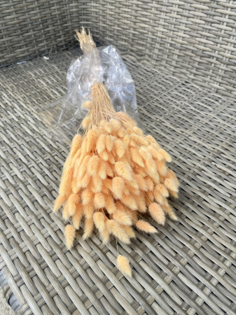 Lagurus - Lagurus peach