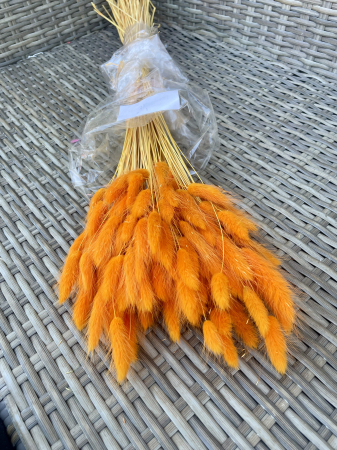 Lagurus - Lagurus portocaliu, arancio