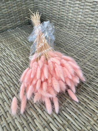 Lagurus - Lagurus BABY roz