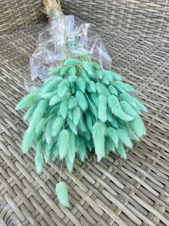 Lagurus - Lagurus turcoaz