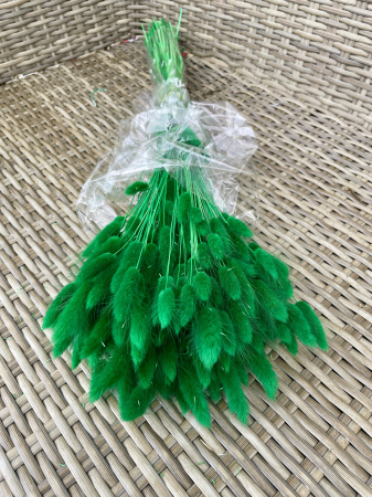 Lagurus - Lagurus verde bandiera