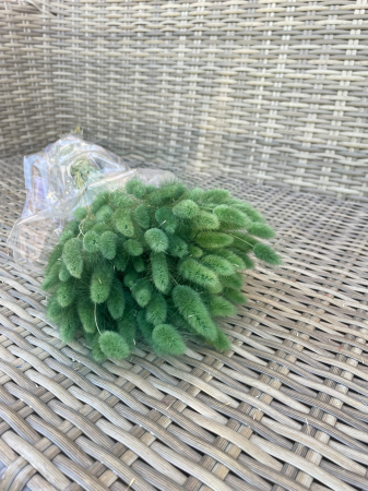 FLORI SI PLANTE USCATE - Lagurus verde inchis