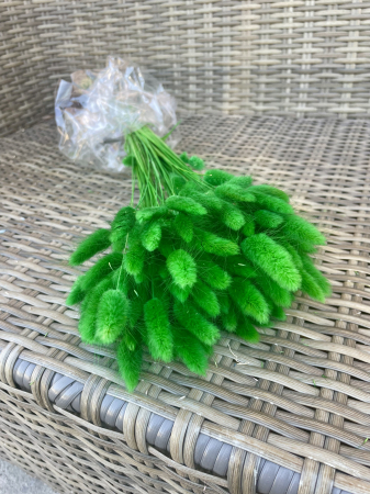 Lagurus - Lagurus verde smarald
