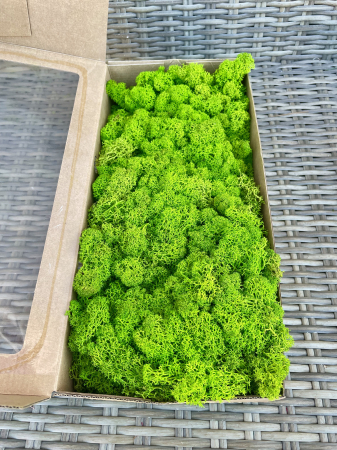 Licheni - Licheni apple green