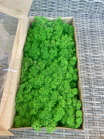 FLORI SI PLANTE USCATE - Licheni Dark Green